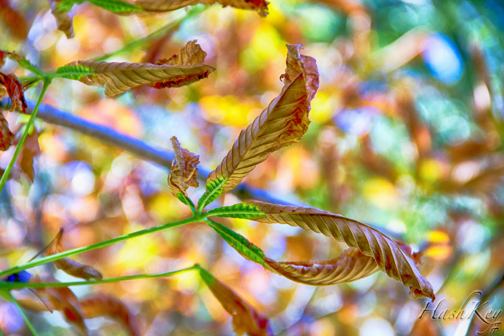 Photographie artistique série Dream